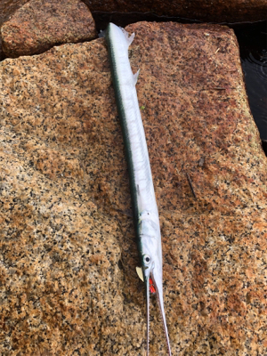 シーバスはどこへ？