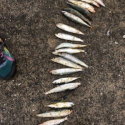 ファミリーフィッシング