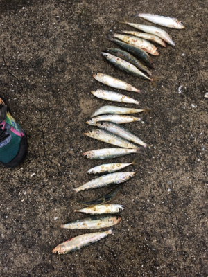 ファミリーフィッシング