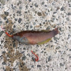 初めて釣れました