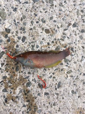 初めて釣れました