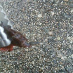 キスとかさごが釣れました