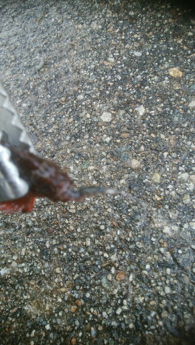 キスとかさごが釣れました