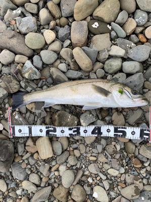 濁増水で水面爆発！