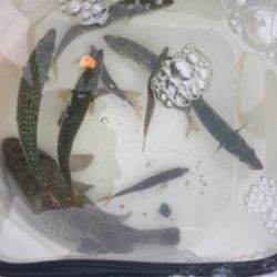 水面に湧いてる！