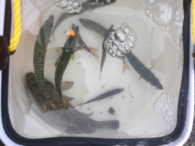 水面に湧いてる！