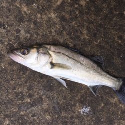 本日活性高い！