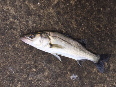 本日活性高い！
