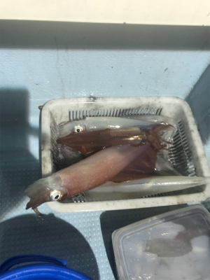 シロイカ  イカメタル  ブルーシャーク