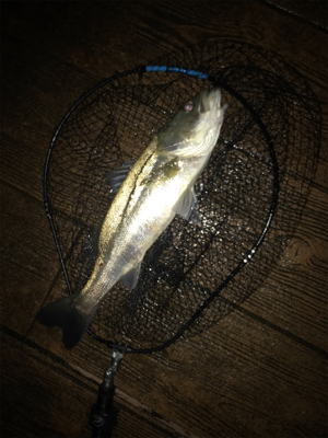 ナイトだけ？少しマシなサイズ