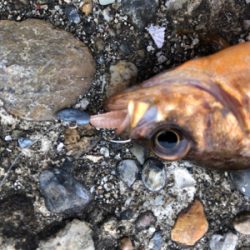 がっちゃん、メバル、ツバス