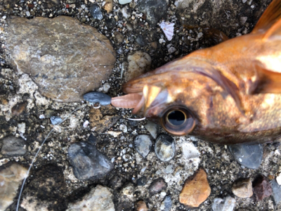 がっちゃん、メバル、ツバス