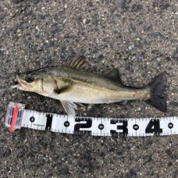 アワビチューンでまさかのナナマル シーバス