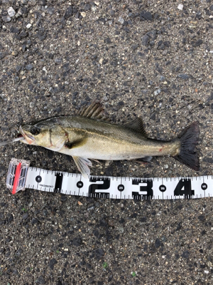 アワビチューンでまさかのナナマル シーバス