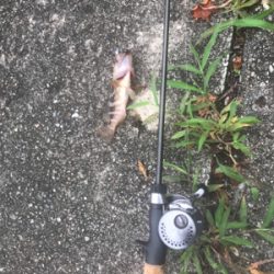 ベイトでロック