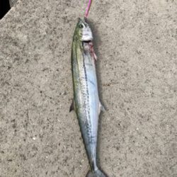 サワラ？サゴシ？