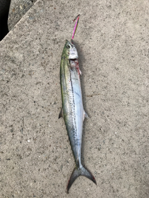 サワラ？サゴシ？