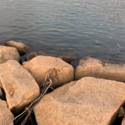 ナイトテナガエビ釣り