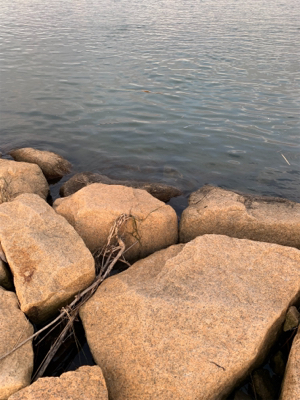 ナイトテナガエビ釣り