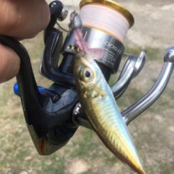 アジング成立（苦笑）