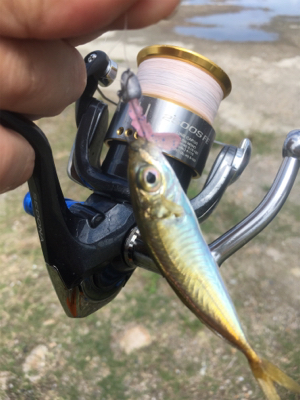 アジング成立（苦笑）