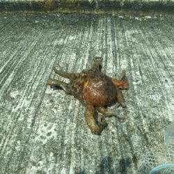 根掛かりが酷い！