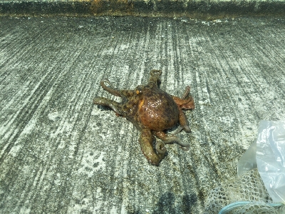 根掛かりが酷い！