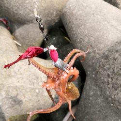 タコシーズン開幕か?