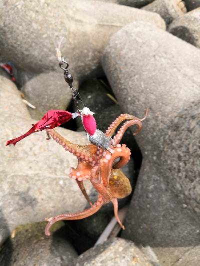 タコシーズン開幕か?