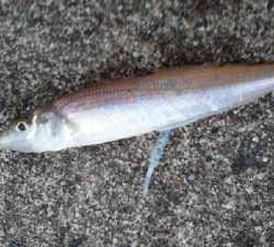 徐々にサイズダウン