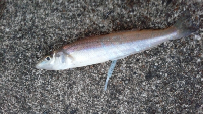 徐々にサイズダウン