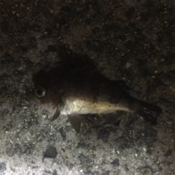 久しぶりの釣行