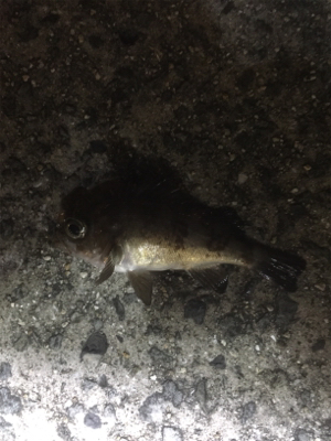 久しぶりの釣行