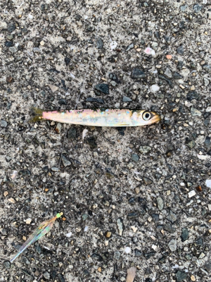 神戸沖突堤でタコ、タチウオ調査