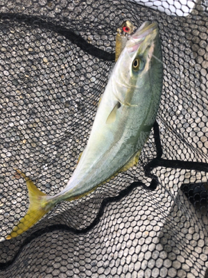 貝塚人工島でツバス狙い