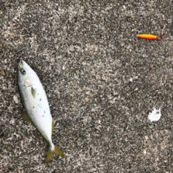 初めてのミニ波止で