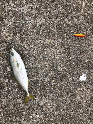 初めてのミニ波止で