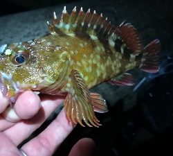 ナイトアジング