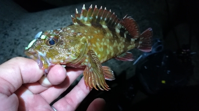 ナイトアジング