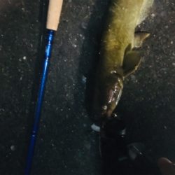 仕事終わりのナマズ