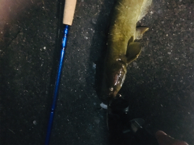 仕事終わりのナマズ