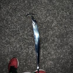 人多しあたり少なし タチウオ