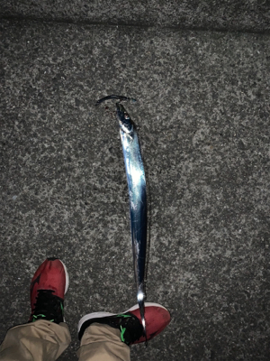 人多しあたり少なし タチウオ