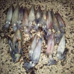 餌巻エギ最強説