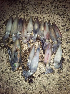 餌巻エギ最強説