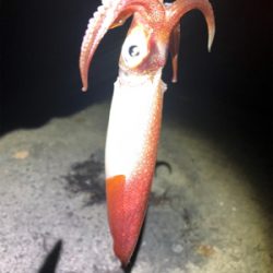 仕事終わりに釣行