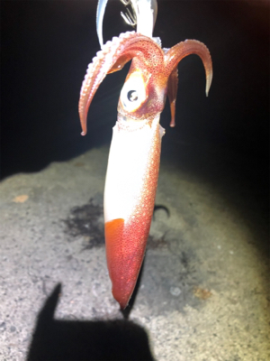 仕事終わりに釣行