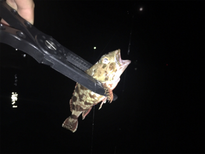 中あじはどこ??