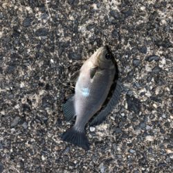 いろんな魚がいた