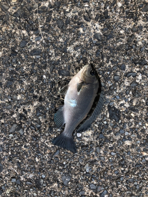 いろんな魚がいた